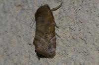 Cosmia affinis