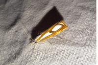 Catoptria gr. permutatellus