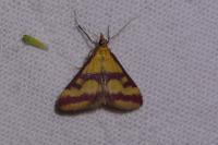 Pyrausta sanguinalis