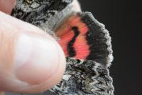 Catocala promissa