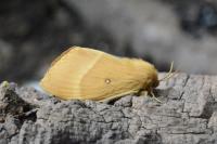 Lasiocampa quercus quercus