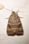 Amphipyra pyramidea/Amphipyra berbera