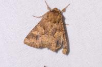 Conisania luteago olbiena