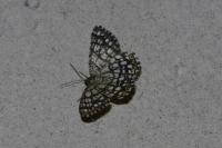 Chiasmia clathrata