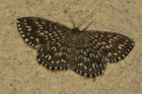Scopula tessellaria