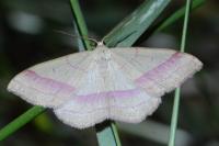 Rhodostrophia vibicaria