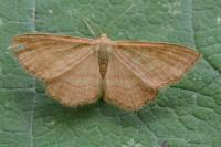 Idaea ochrata