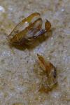 Eilema caniola
