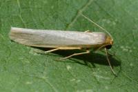 Eilema caniola