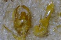 Tephronia sepiaria