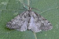 Tephronia sepiaria
