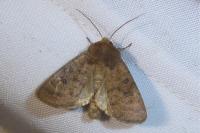 Hoplodrina octogenaria