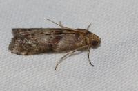 Phycita roborella