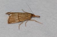 Chrysocrambus linetella