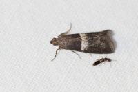 Elegia similella/atrifasciella