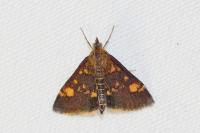 Pyrausta aurata