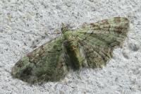 Pasiphila rectangulata