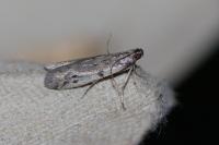Phycitodes binaevella