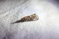 Acrobasis