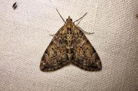 Thera britannica/variata