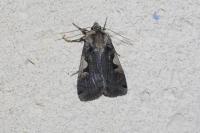 Xestia c-nigrum