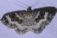 Epirrhoe alternata