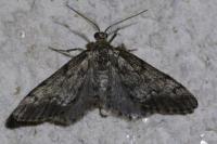 Tephronia sepiaria