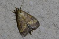 Ostrinia nubilalis