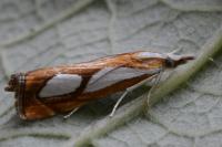 Catoptria pinella