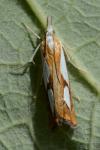Catoptria pinella