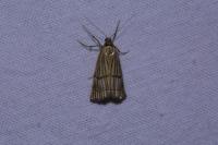 Chrysocrambus linetella