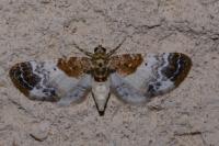 Eupithecia breviculata