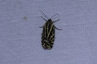 Emmelia trabealis