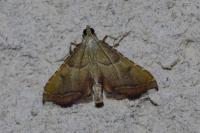 Endotricha flammealis