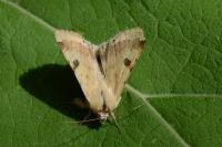 Heliothis peltigera