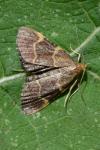 Hypsopygia rubidalis