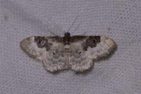 Idaea rusticata