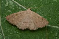 Paracolax tristalis