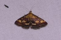Pyrausta purpuralis