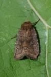 Rusina ferruginea