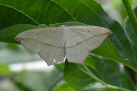 Timandra comae