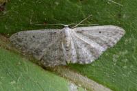 Idaea seriata