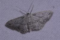 Idaea seriata