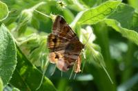 Euclidia glyphica