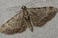 Pasiphila rectangulata