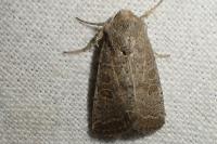 Hoplodrina ambigua