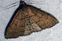 Herminia tarsipennalis
