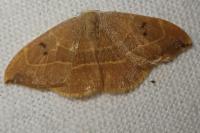 Watsonalla binaria