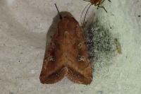 Lacanobia splendens