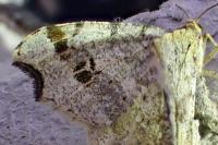 Macaria alternata
